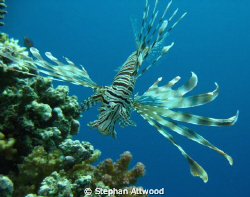 Lion fish on Abu Galaw small, Red Sea by Stephan Attwood 